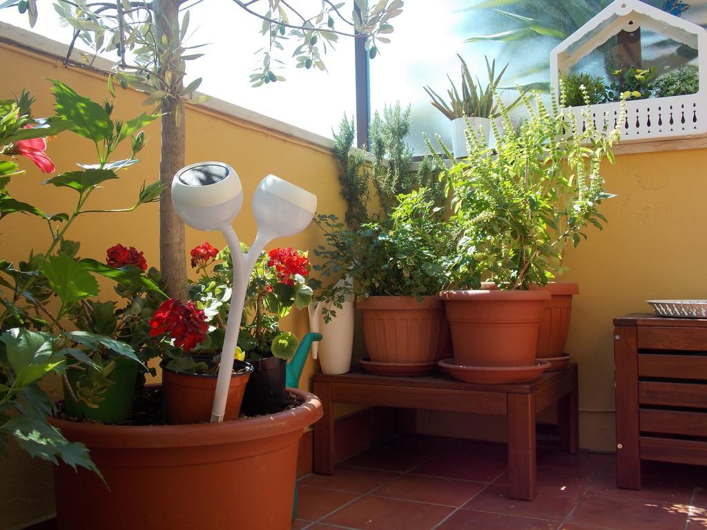 פיזה B&B Dei Cavalieri מראה חיצוני תמונה